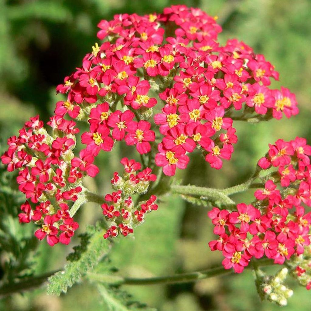 Siankärsämö Paprika