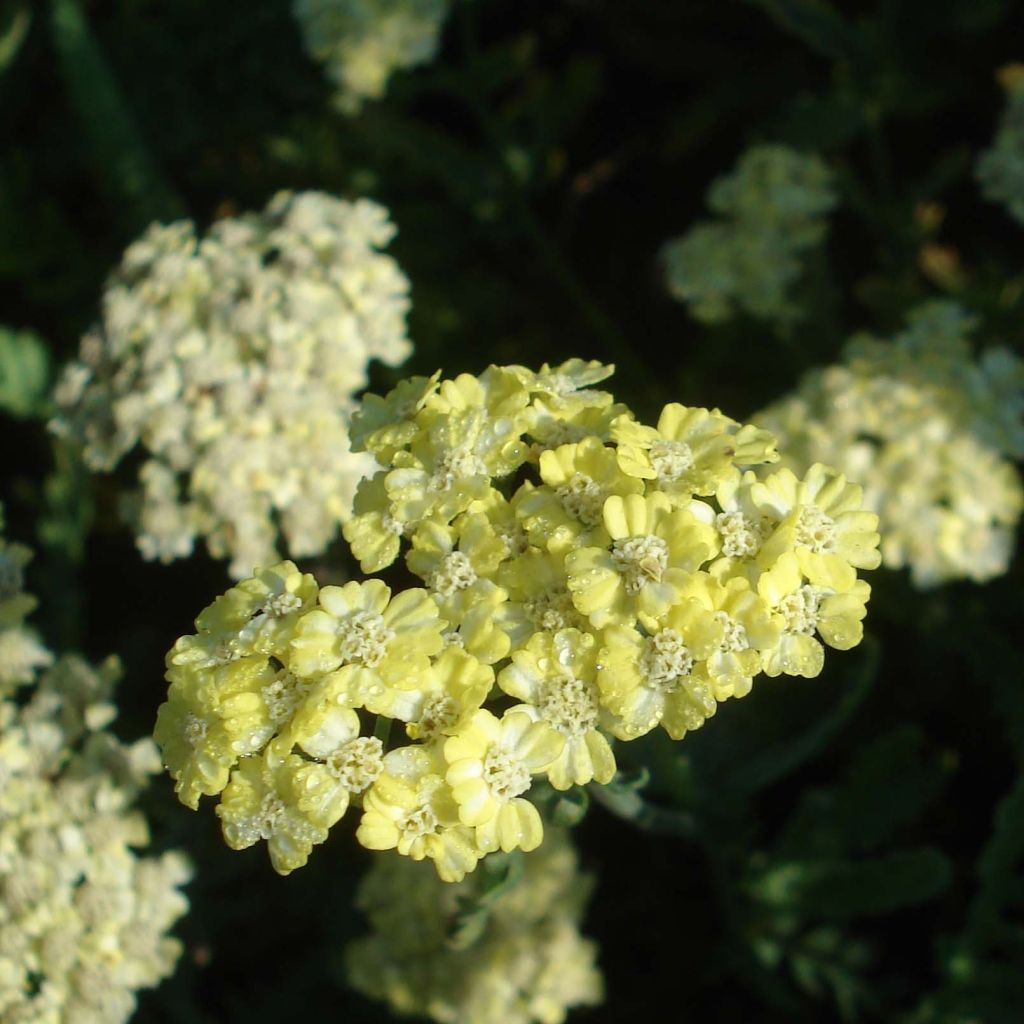 Siankärsämö - Achillea taygetea