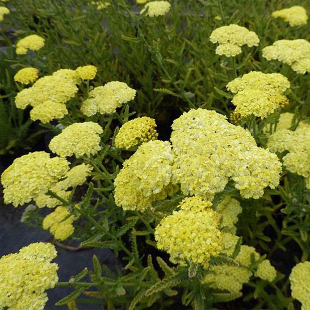 Siankärsämö - Achillea taygetea