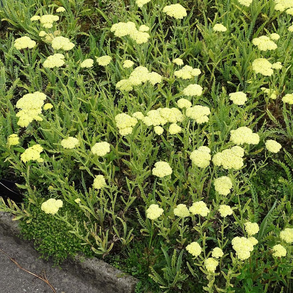 Siankärsämö - Achillea taygetea