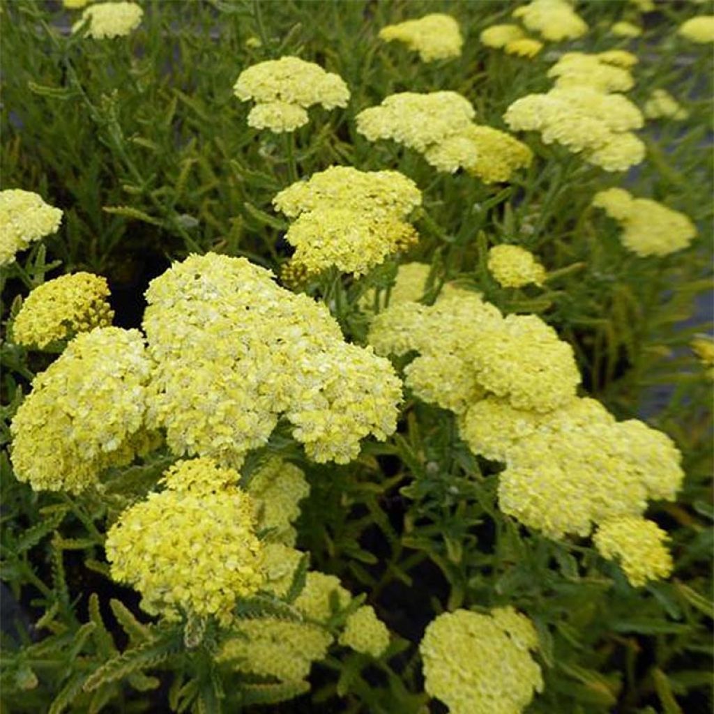 Siankärsämö - Achillea taygetea