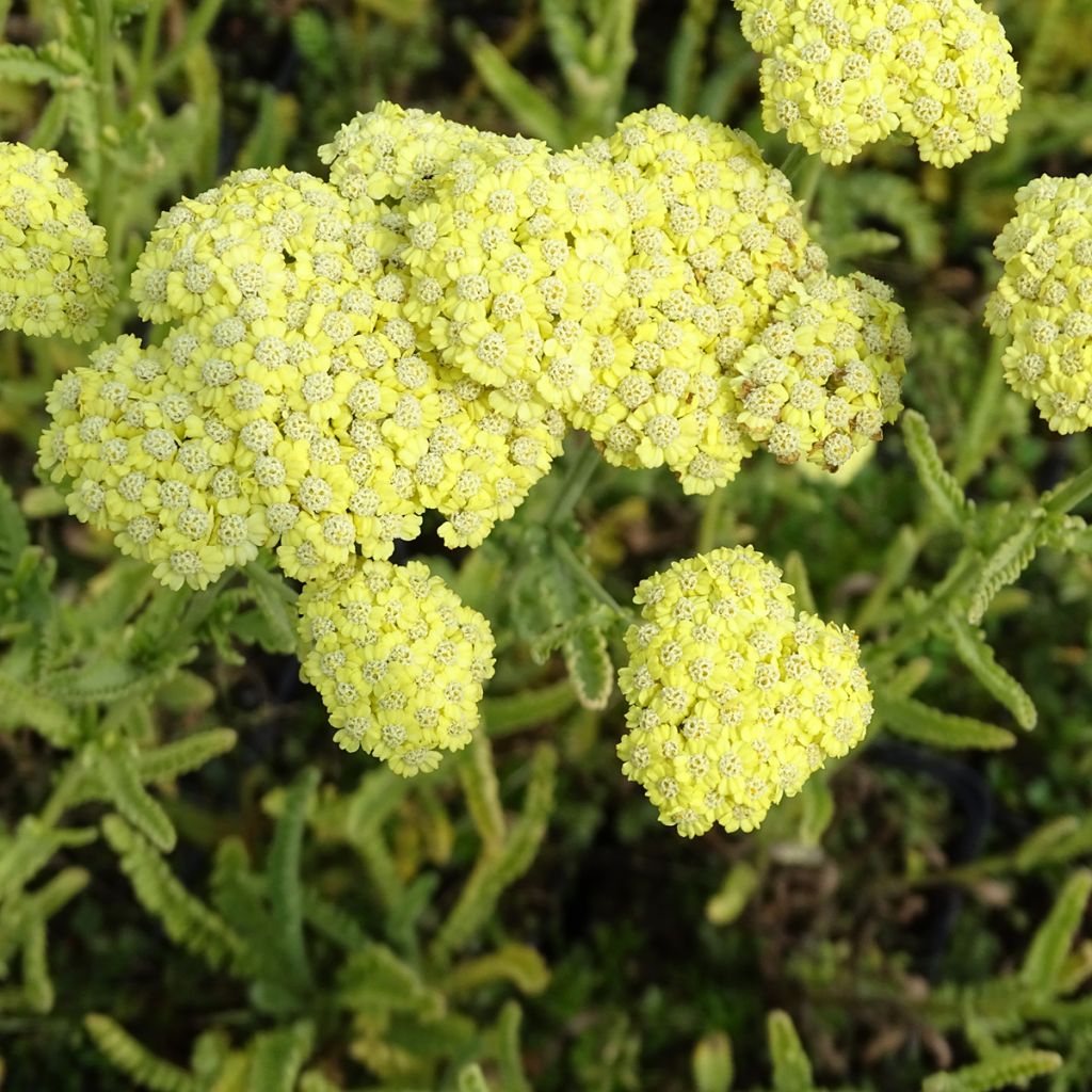 Siankärsämö - Achillea taygetea