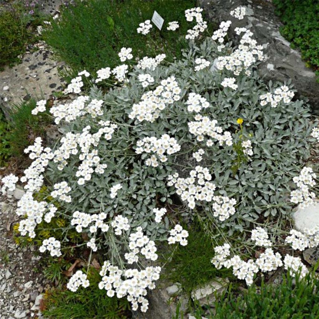 Siankärsämö - Achillea umbellata