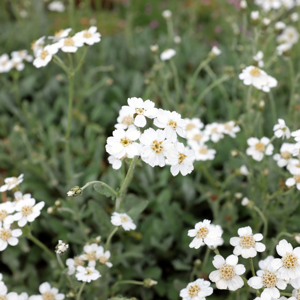 Siankärsämö - Achillea umbellata