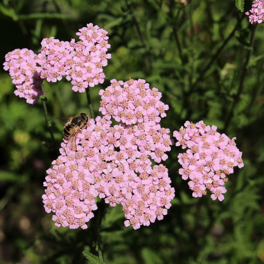 Nauhakärsämö - Achillea asplenifolia