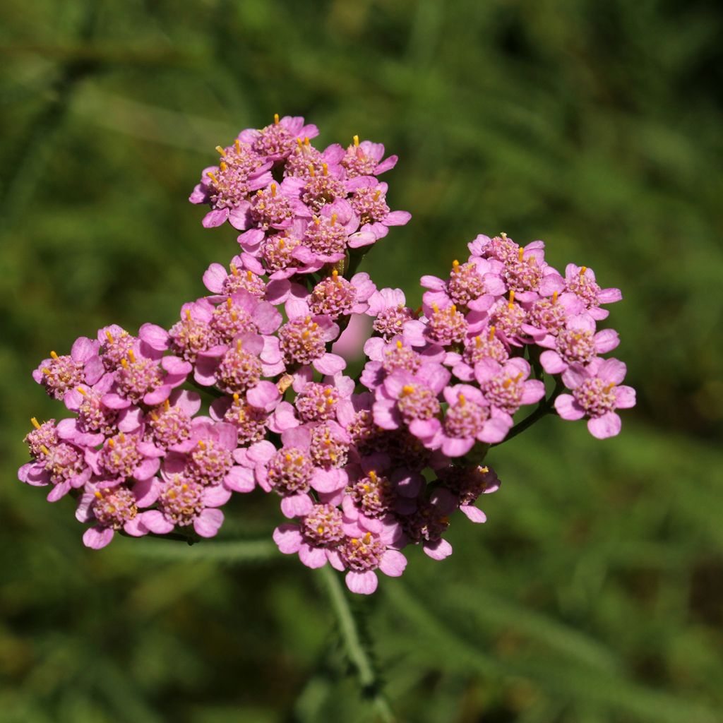 Nauhakärsämö - Achillea asplenifolia