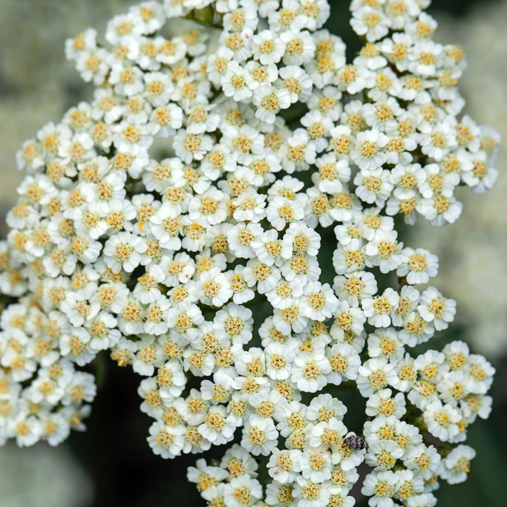 Siankärsämö - Achillea crithmifolia