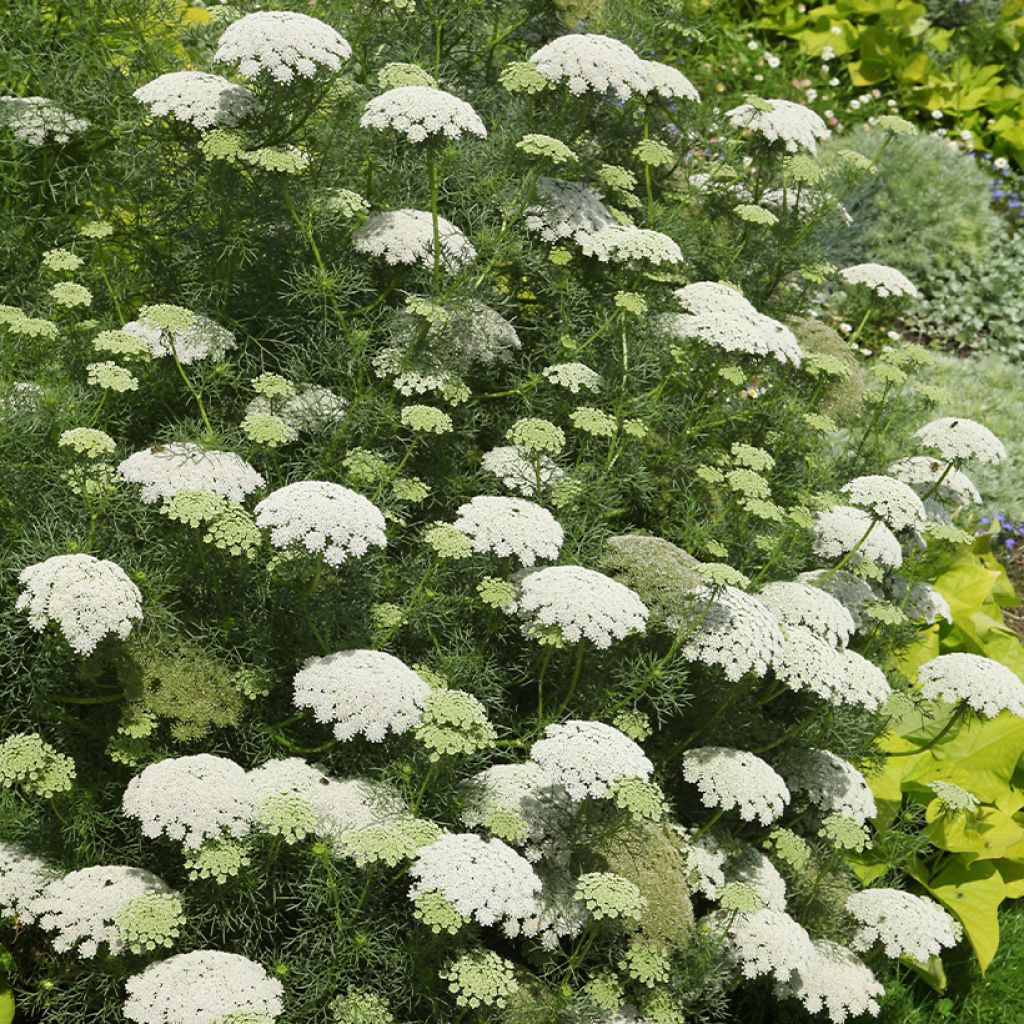 Siankärsämö - Achillea crithmifolia