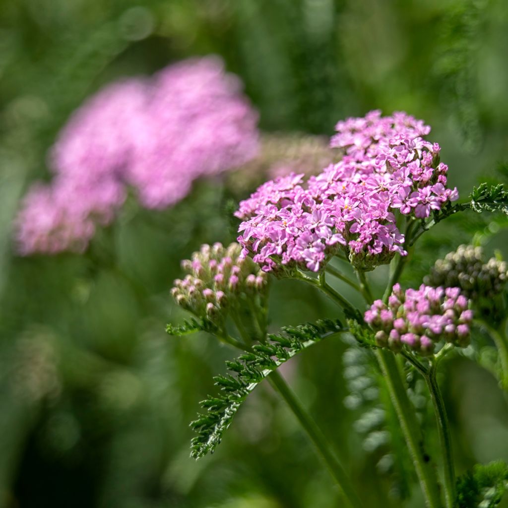 Siankärsämö Cerise Queen