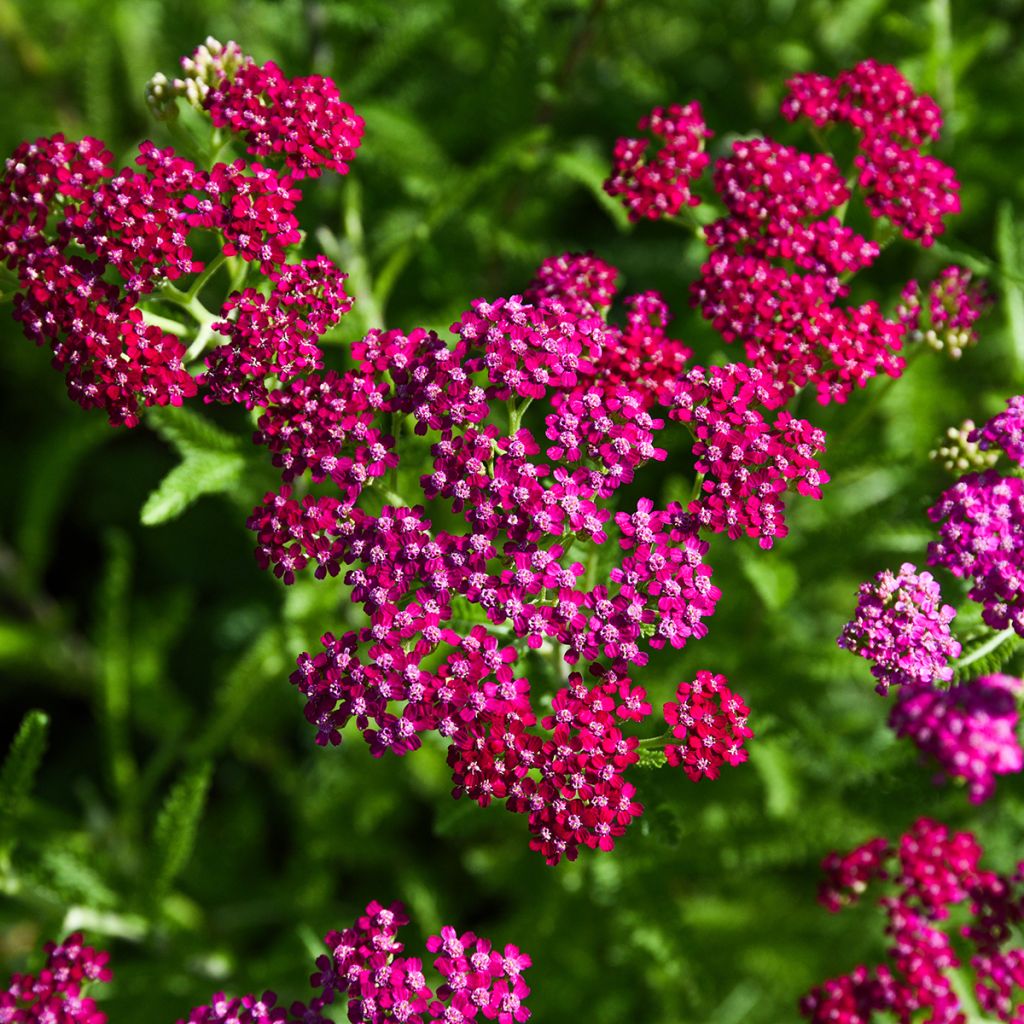 Siankärsämö Cerise Queen
