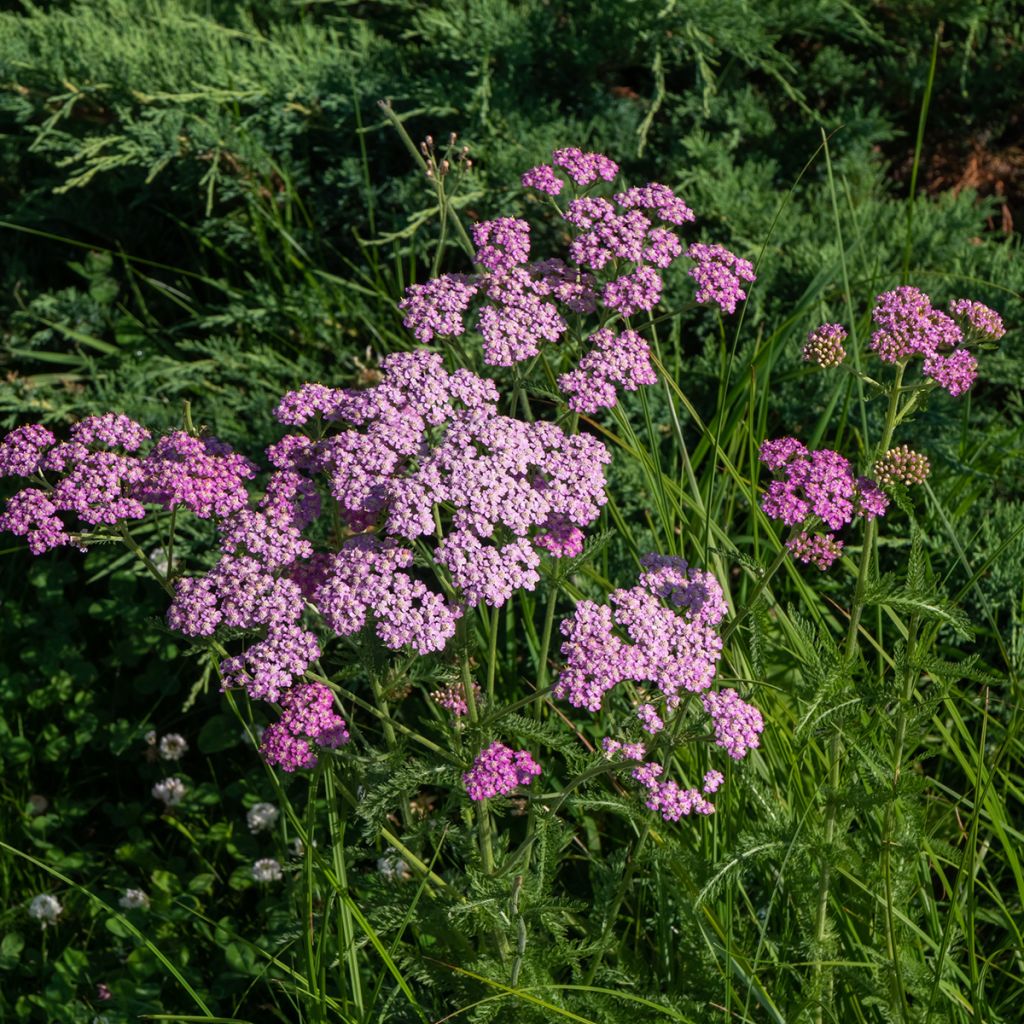 Siankärsämö Cerise Queen
