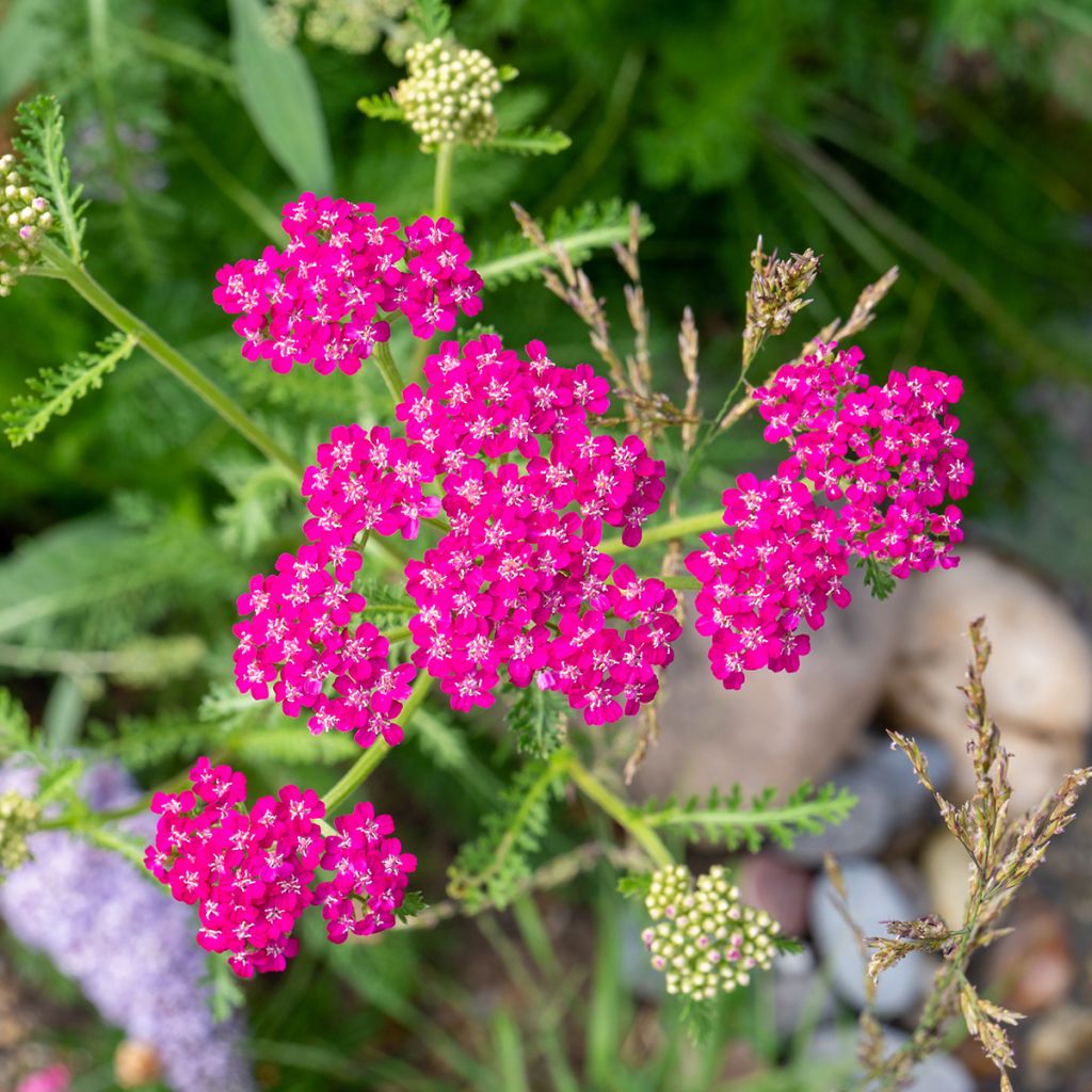 Siankärsämö Cerise Queen