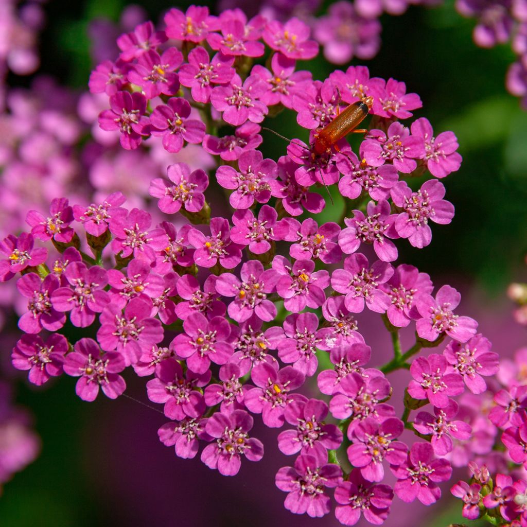 Siankärsämö Lilac Beauty