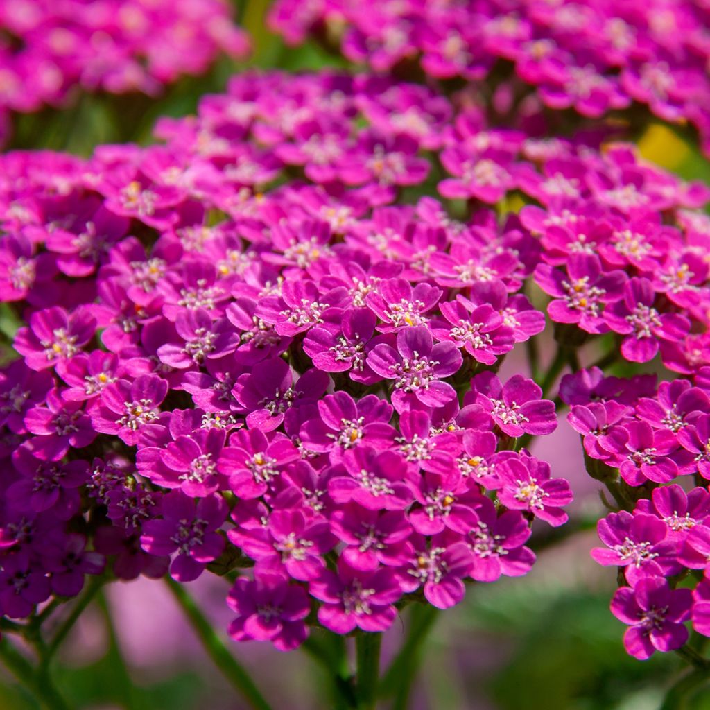 Siankärsämö Lilac Beauty