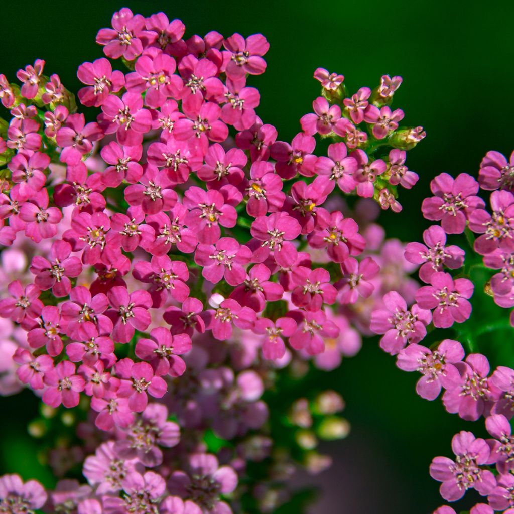 Siankärsämö Lilac Beauty
