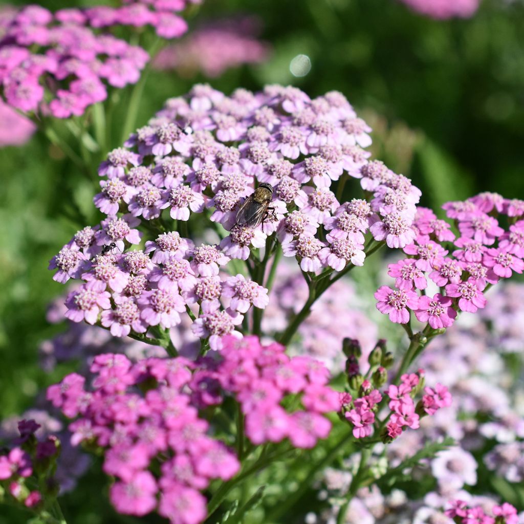 Siankärsämö Lilac Beauty