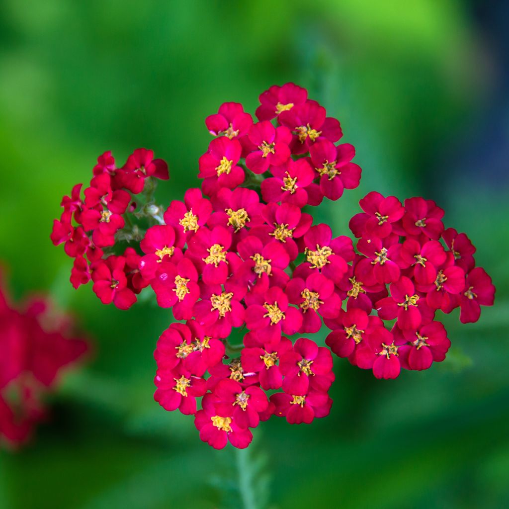 Siankärsämö Paprika