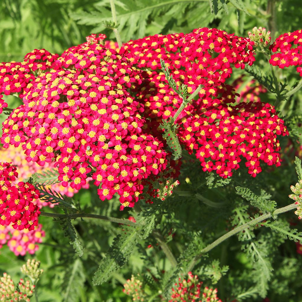 Siankärsämö Paprika