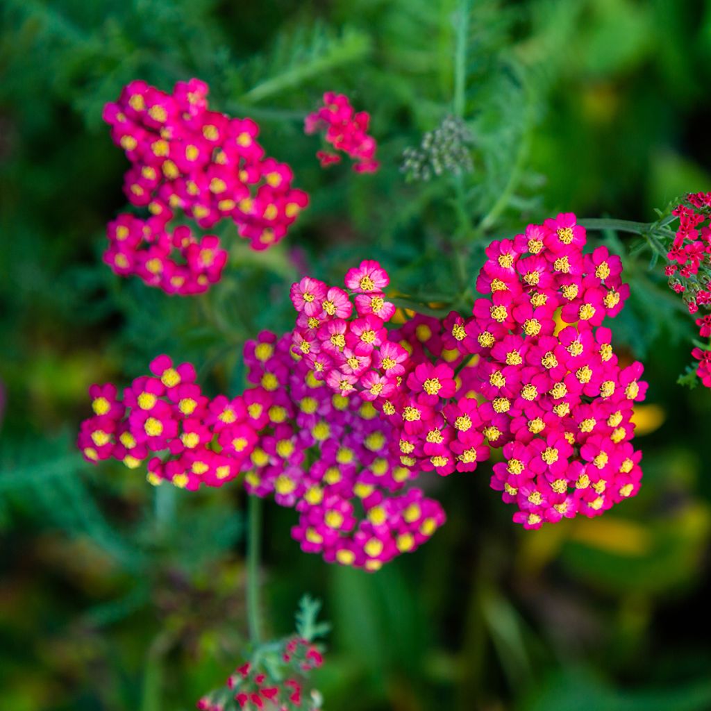 Siankärsämö Paprika