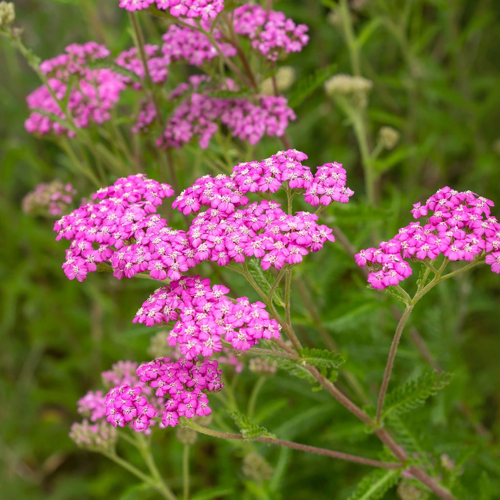 Siankärsämö Summer Pastel