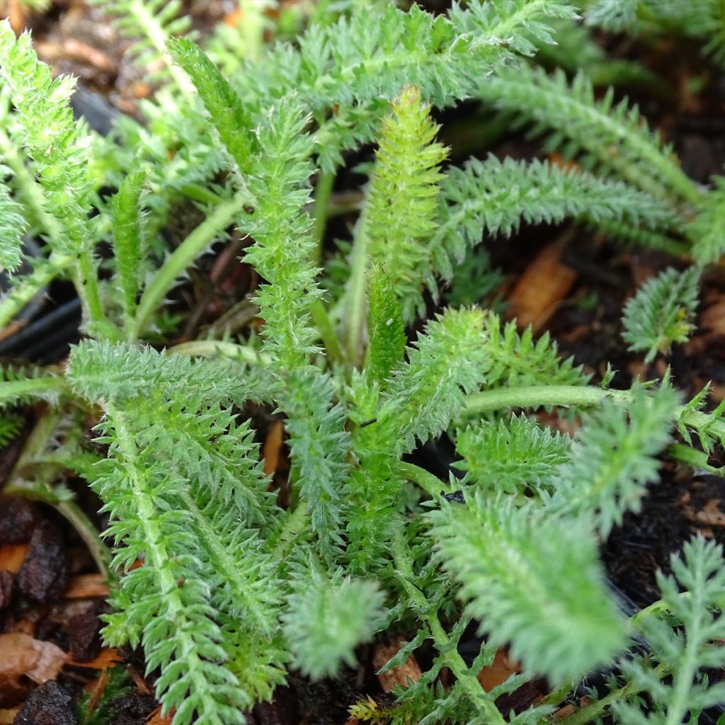 Siankärsämö Terracotta