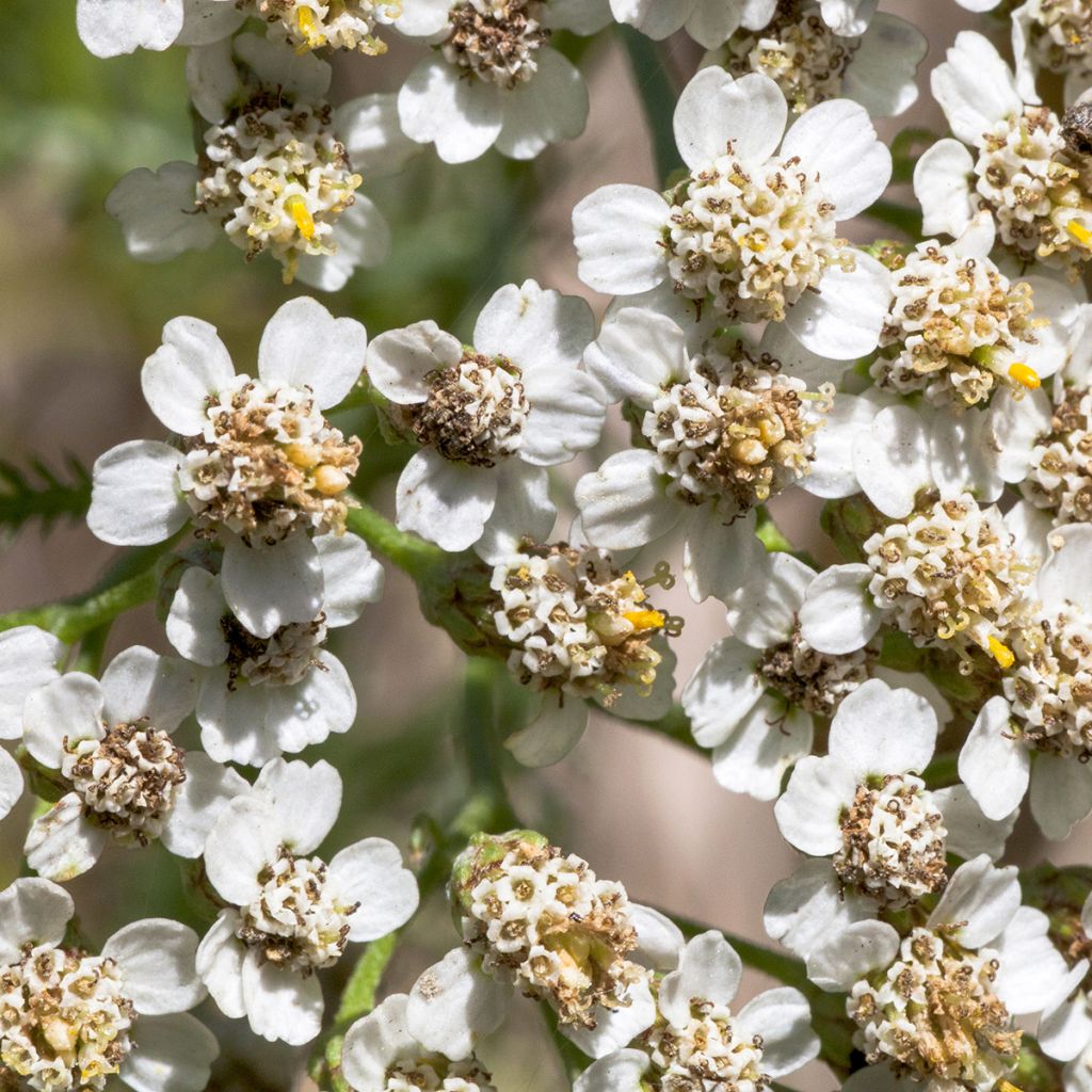 Siankärsämö - Achillea odorata