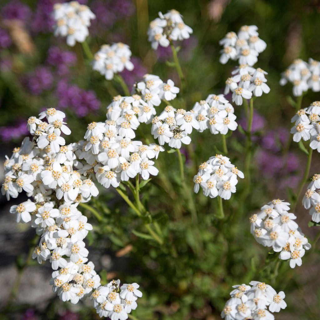 Siankärsämö - Achillea odorata