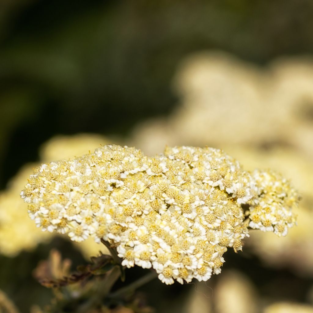 Siankärsämö - Achillea taygetea