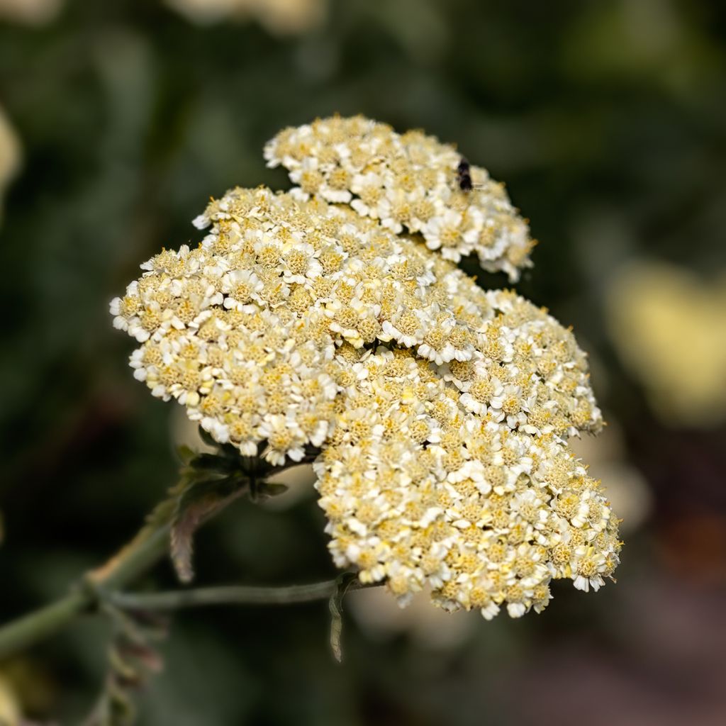 Siankärsämö - Achillea taygetea