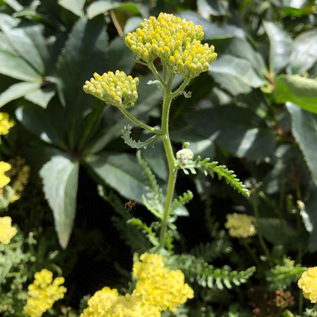 Siankärsämö - Achillea taygetea