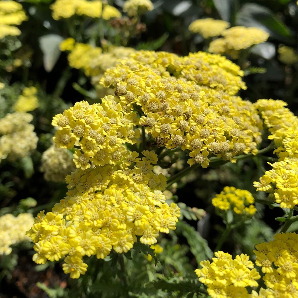 Siankärsämö - Achillea taygetea