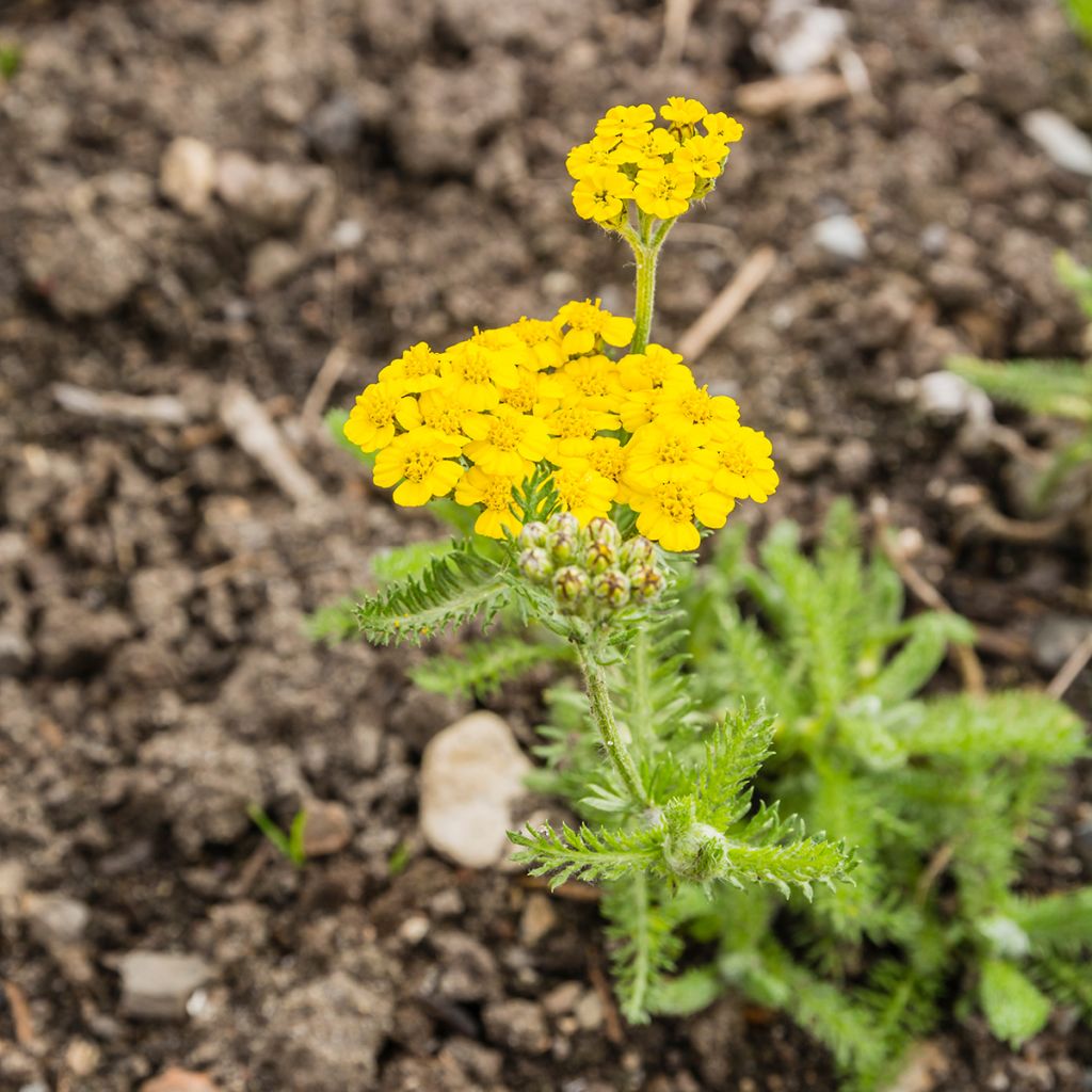 Kivikärsämö - Achillea tomentosa