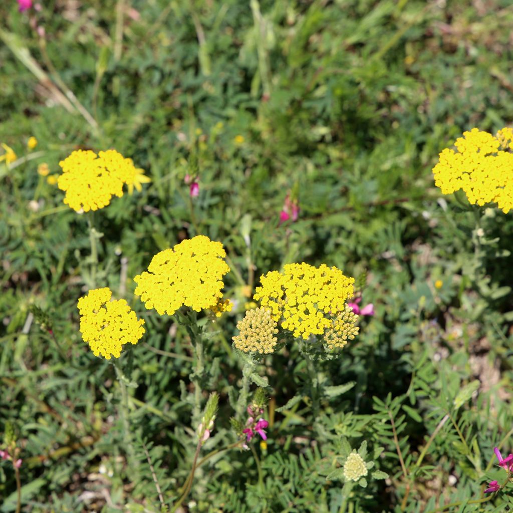 Kivikärsämö - Achillea tomentosa
