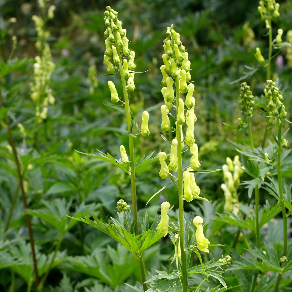 Etelänukonhattu - Aconitum lycoctonum subsp. neapolitanum