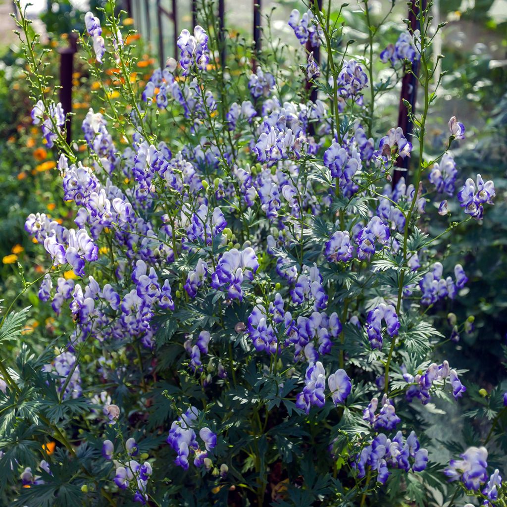 Tarhaukonhattu Bicolor