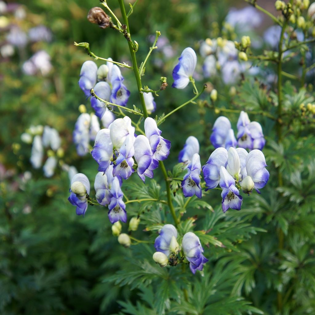Tarhaukonhattu Bicolor
