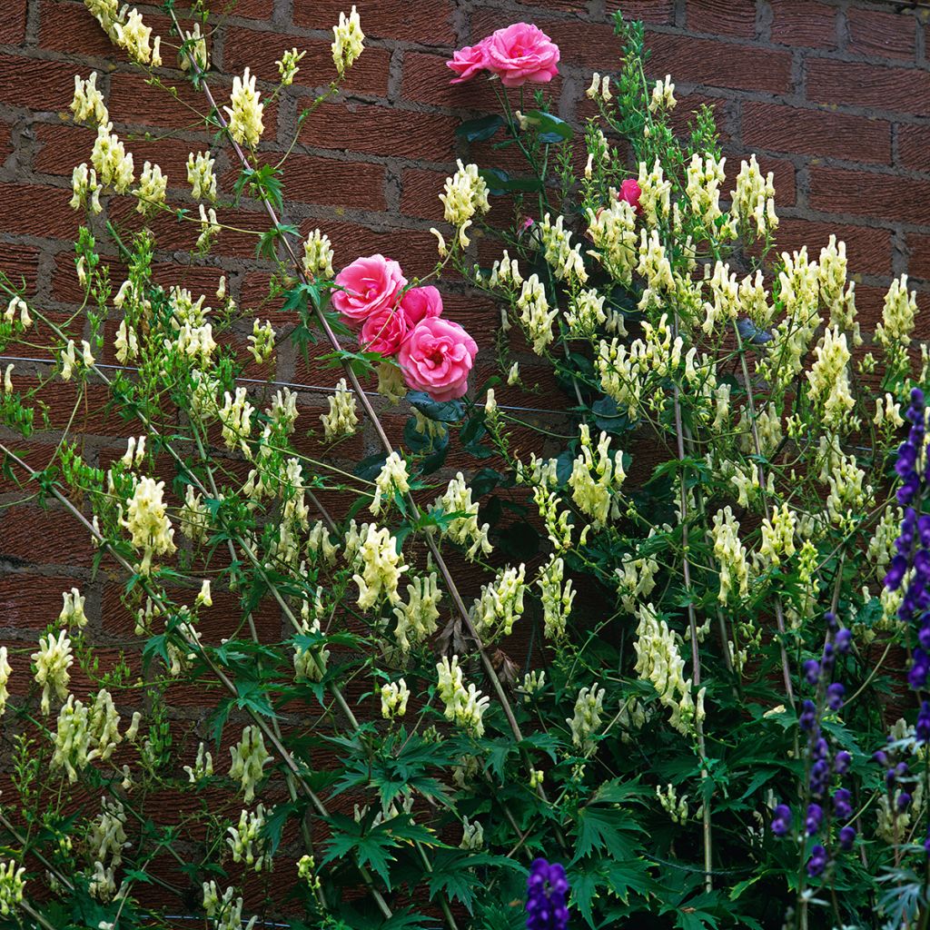 Ukonhatu - Aconitum lamarckii