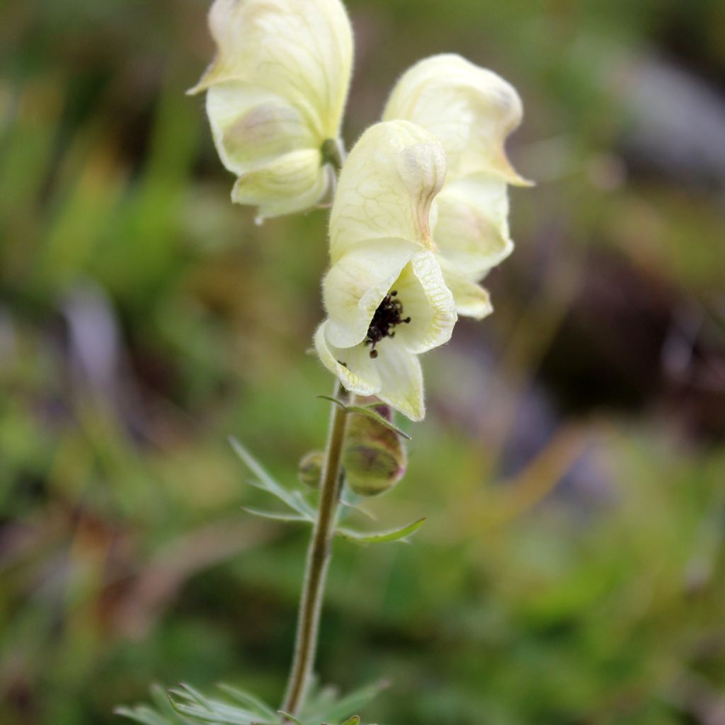 Kuu-ukonhattu - Aconitum anthora