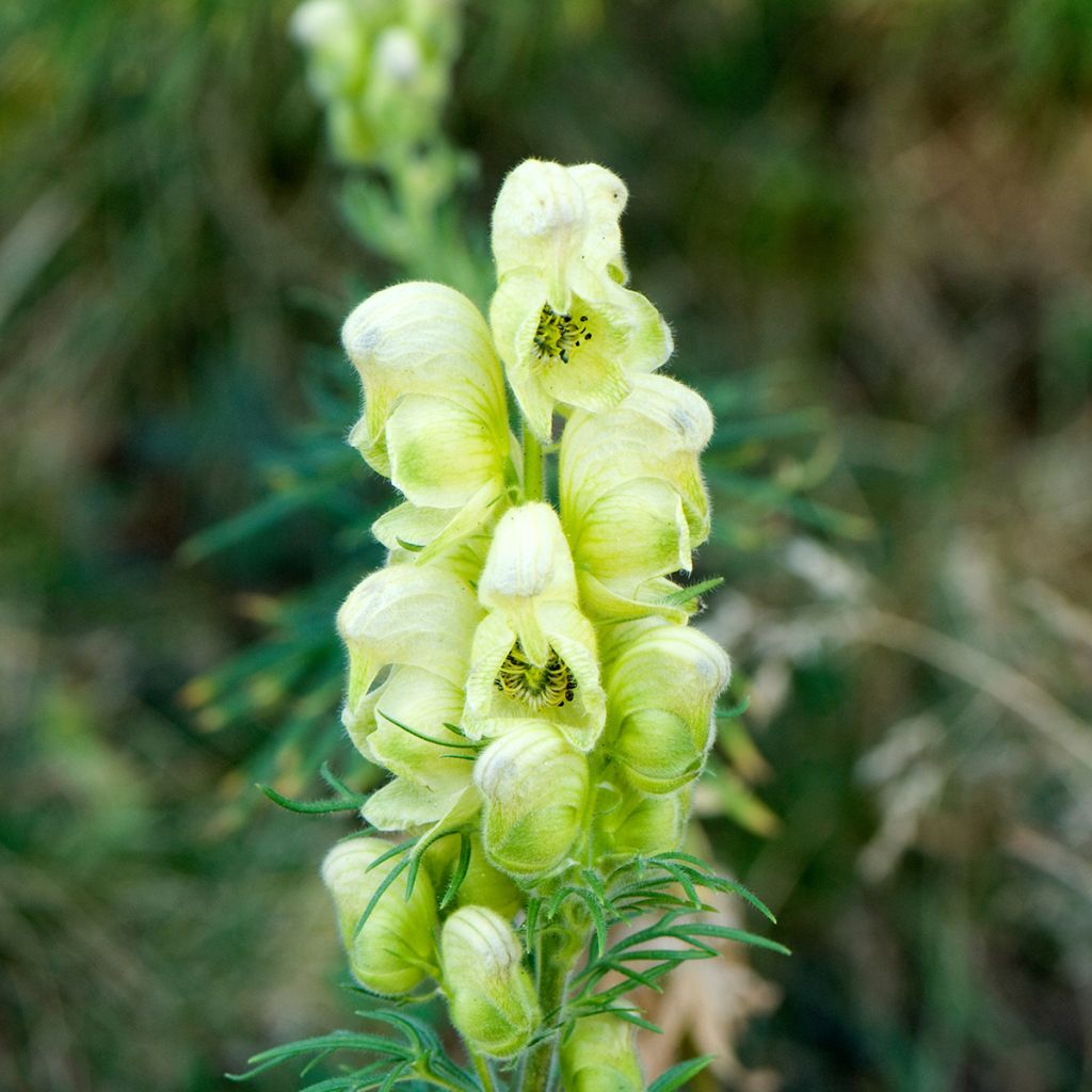 Kuu-ukonhattu - Aconitum anthora
