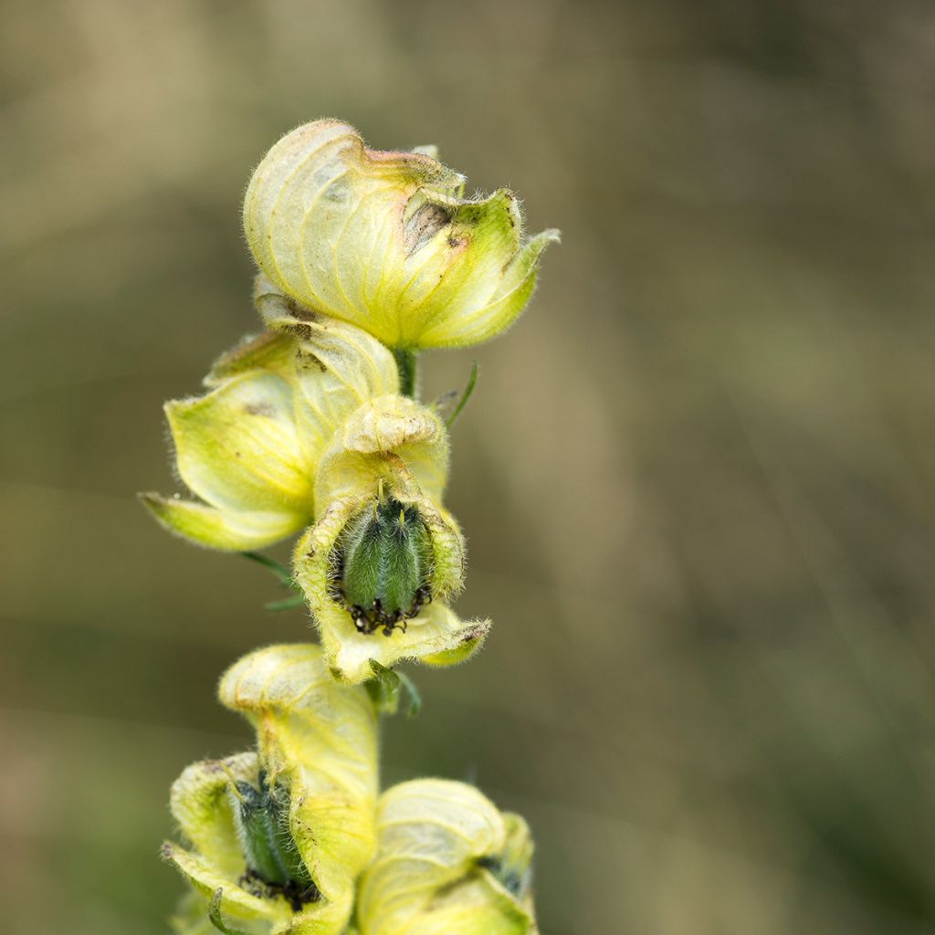 Kuu-ukonhattu - Aconitum anthora