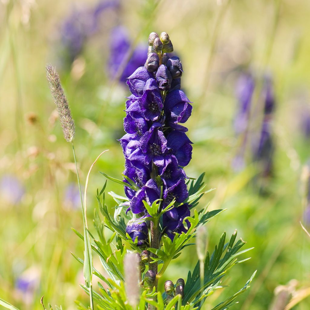 Aitoukonhattu - Aconitum napellus