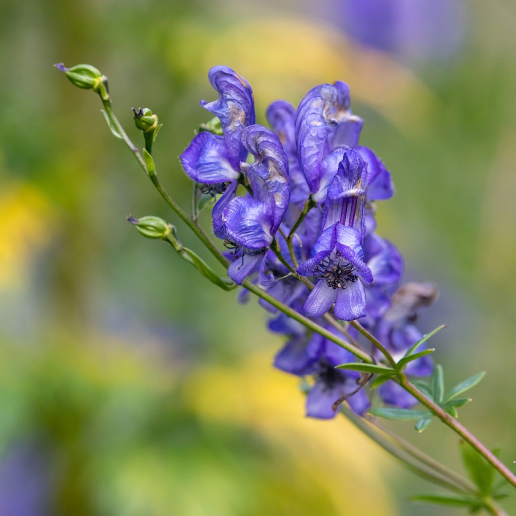 Aitoukonhattu - Aconitum napellus