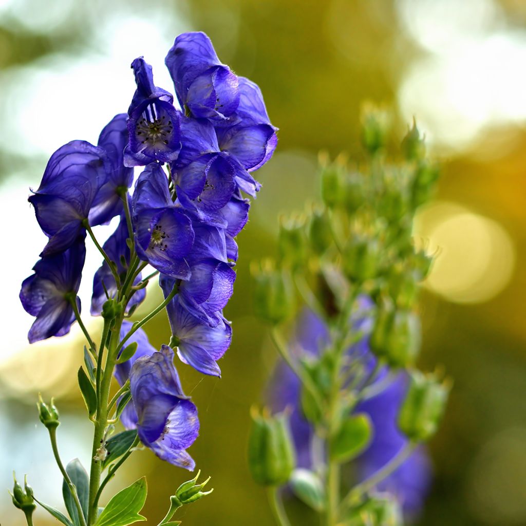 Aitoukonhattu - Aconitum napellus