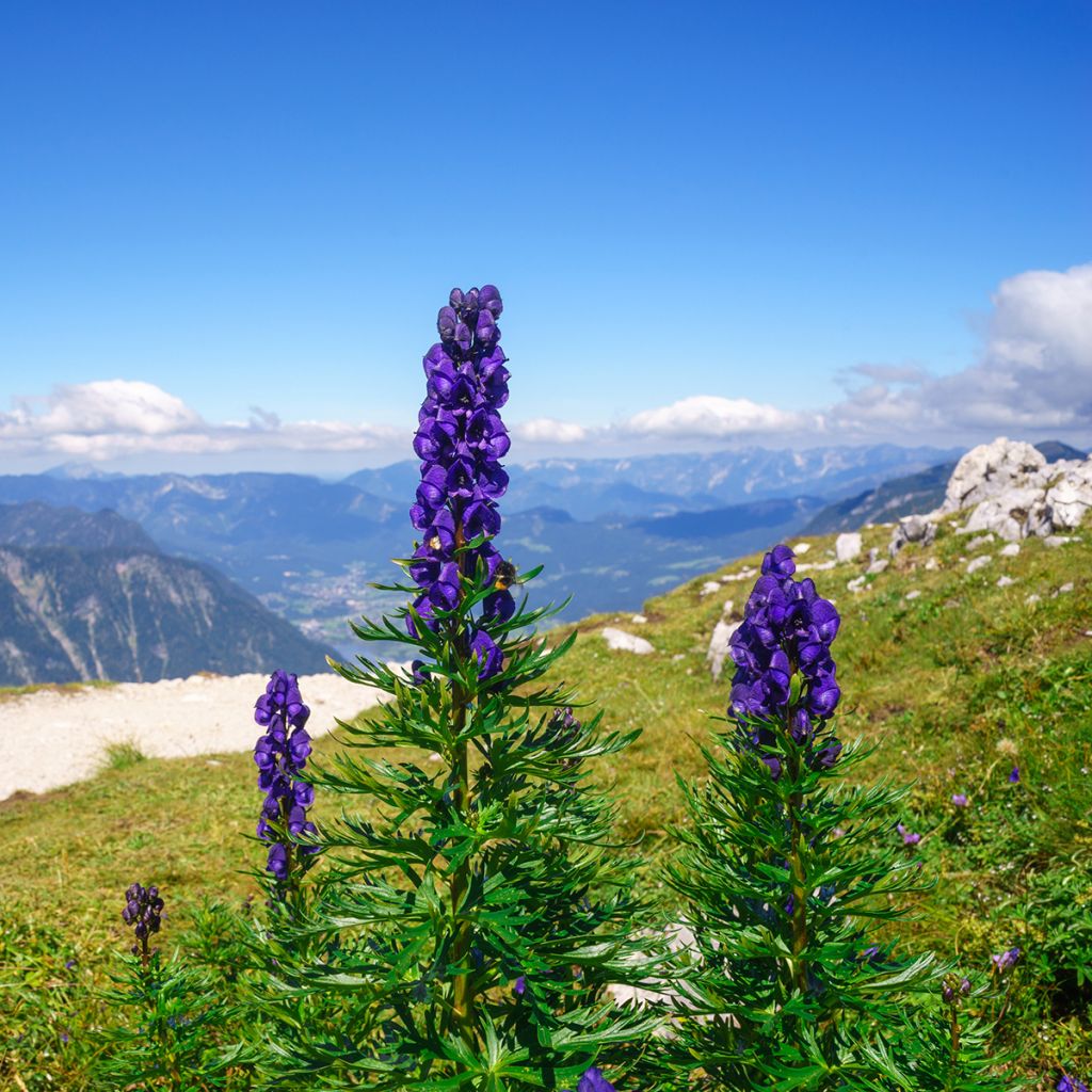 Aitoukonhattu - Aconitum napellus
