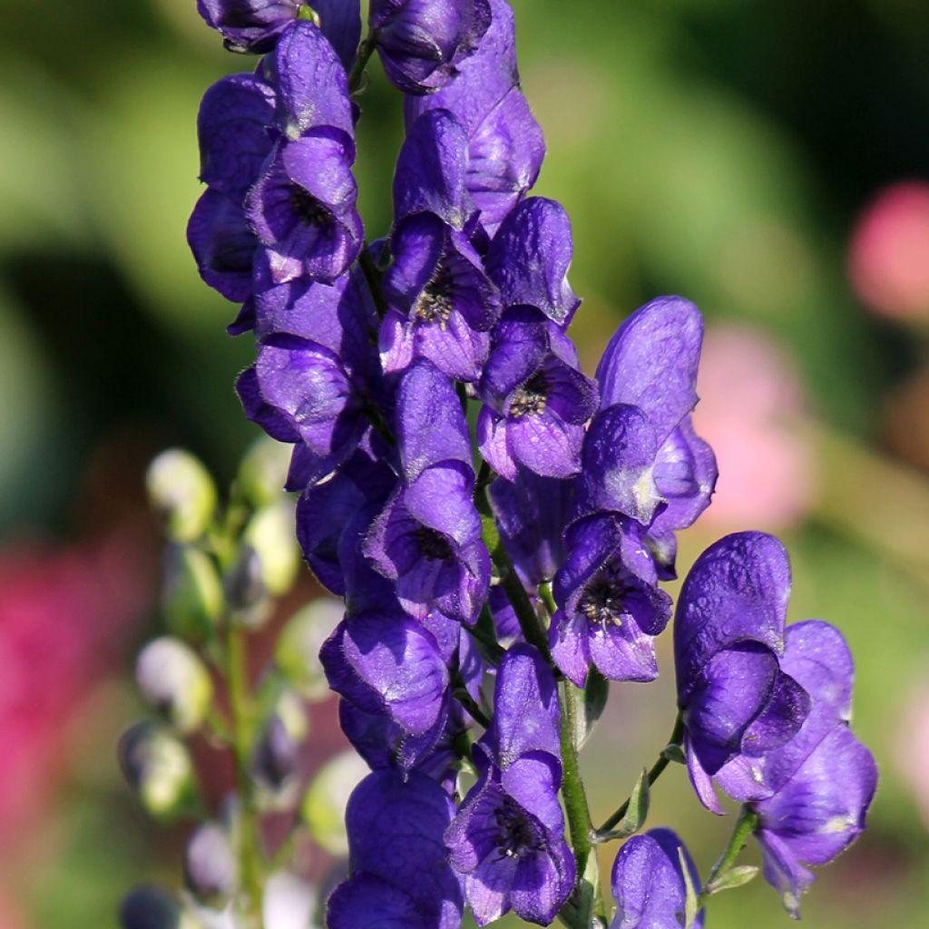 Aitoukonhattu - Aconitum napellus