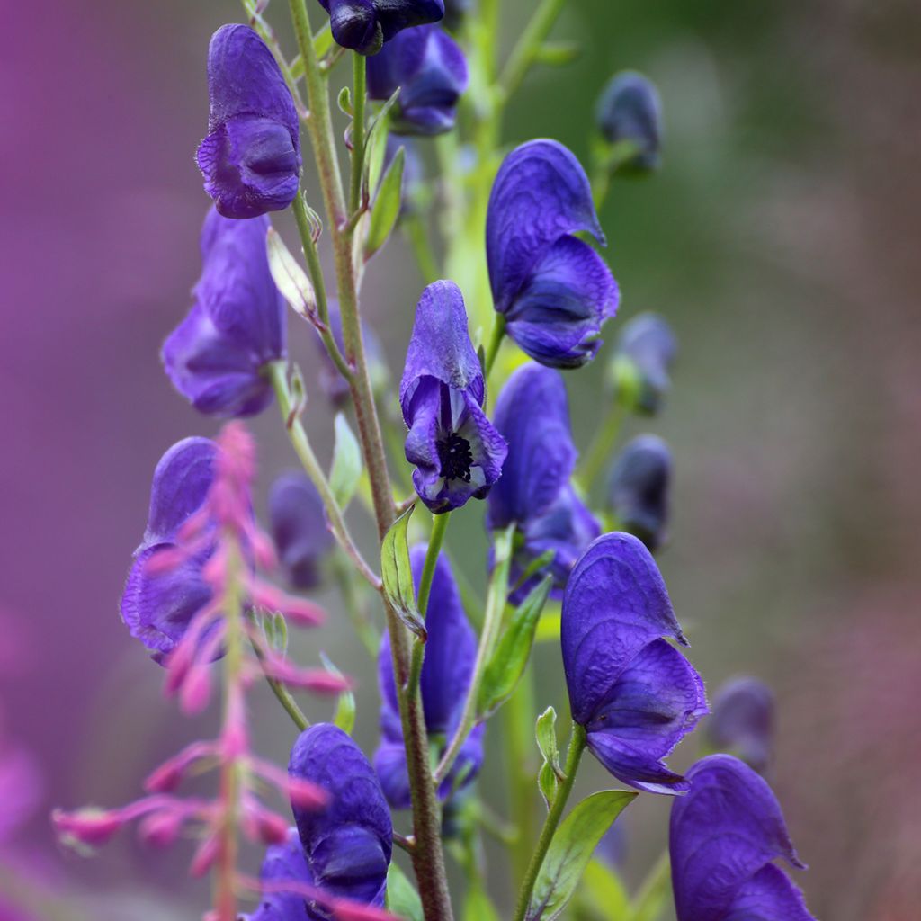 Aitoukonhattu - Aconitum napellus