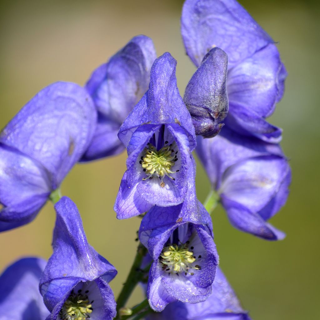 Aitoukonhattu - Aconitum napellus