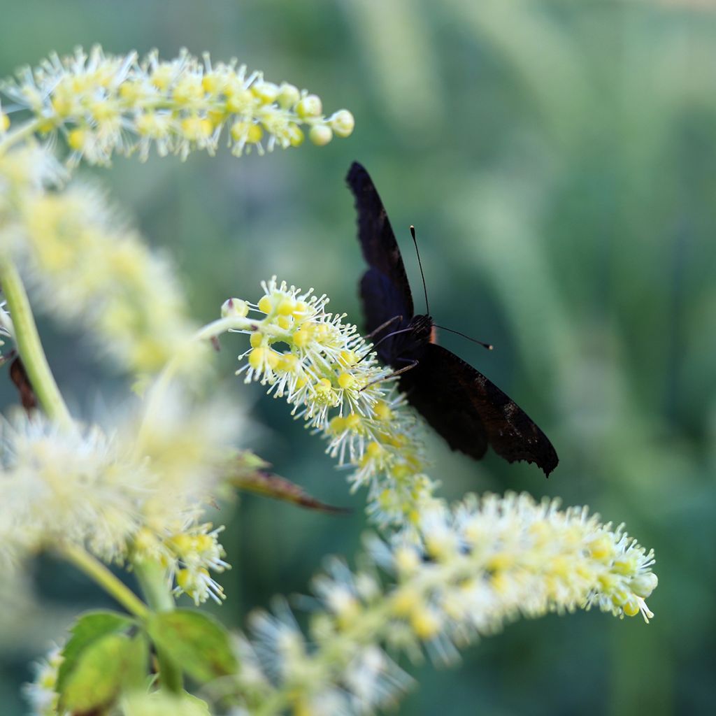 Amurinkimikki - Actaea dahurica