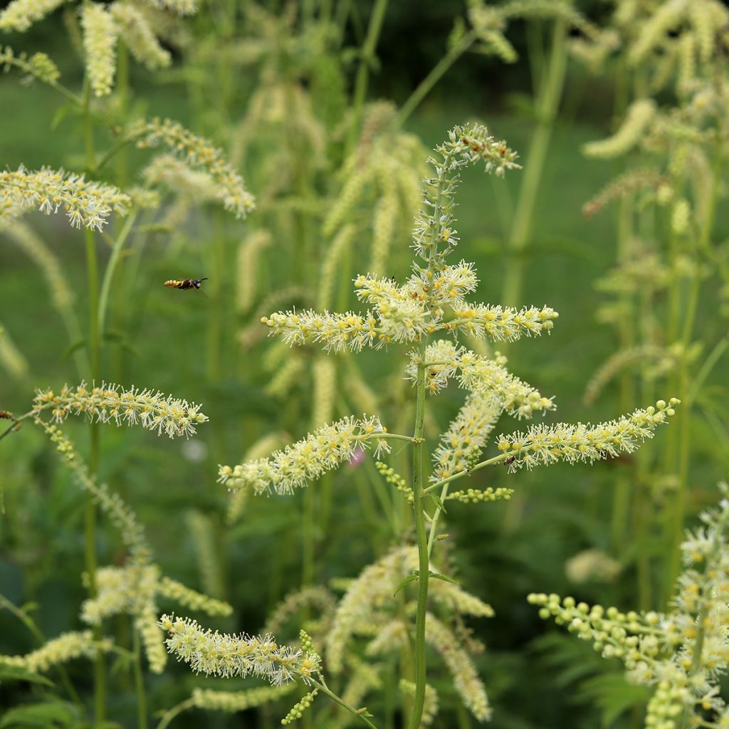 Amurinkimikki - Actaea dahurica