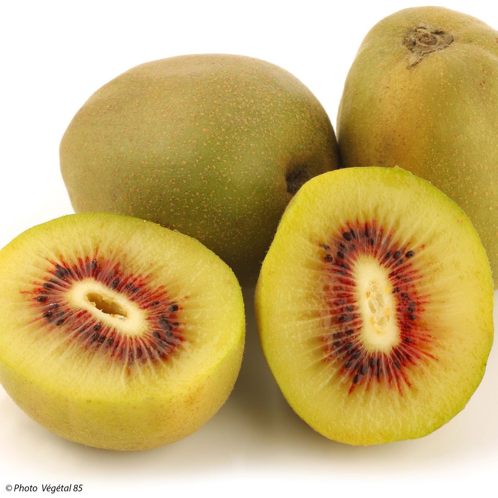 Kiivi Kiwi Wonder
